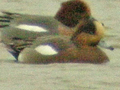 possible Eurasian Wigeon x American Wigeon hybrid